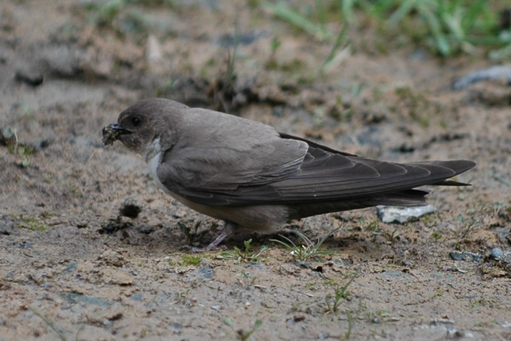 Eurasian Crag-Martin - ML133216031