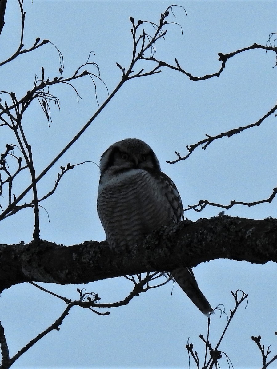 Northern Hawk Owl - ML133216041