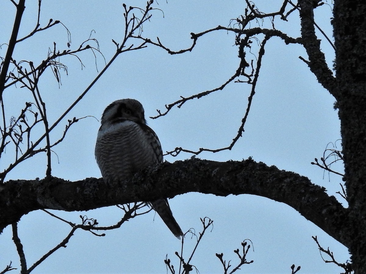 Northern Hawk Owl - Tapani Pöytäniemi