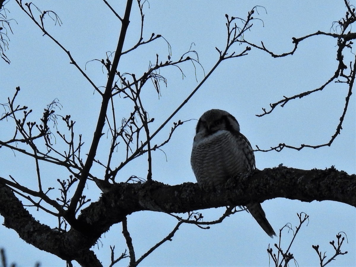 Northern Hawk Owl - ML133216061