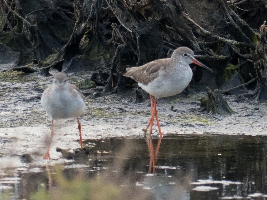 Common Redshank - ML133216411