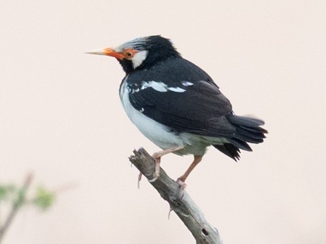 Siamese Pied Starling - ML133216541