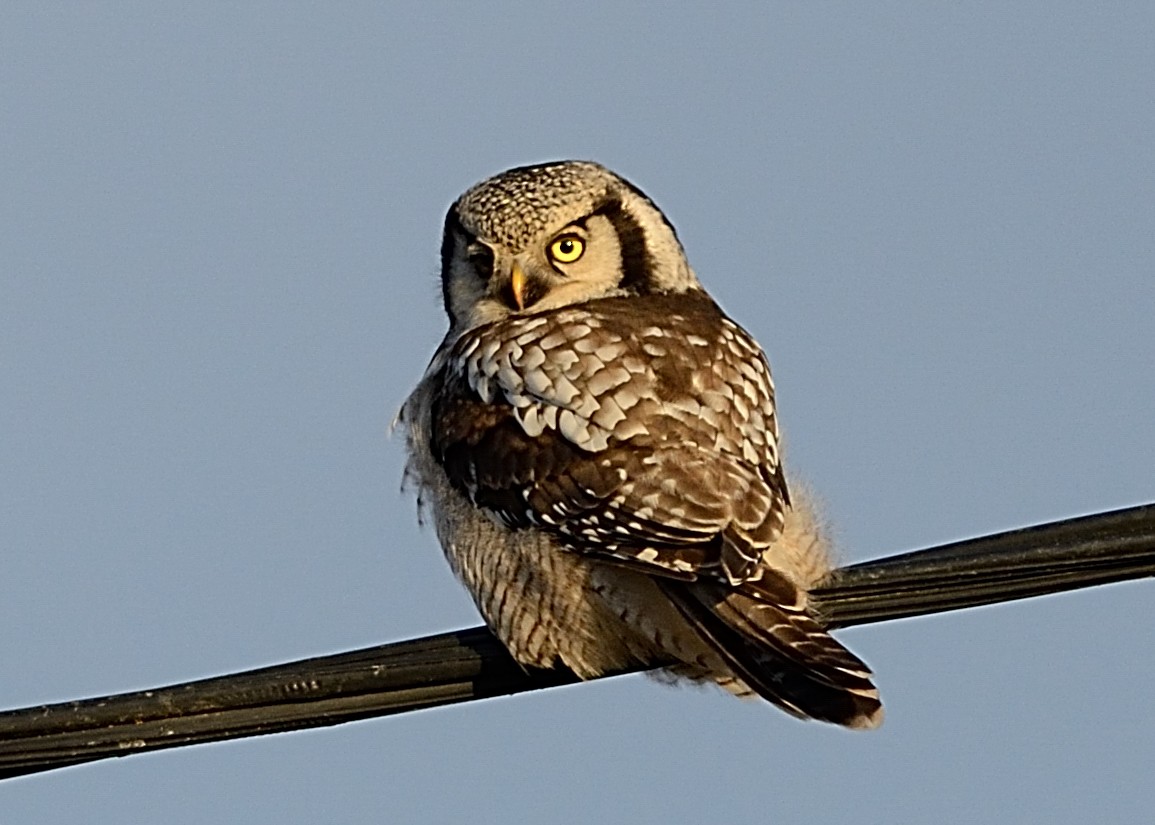 Northern Hawk Owl - ML133216921