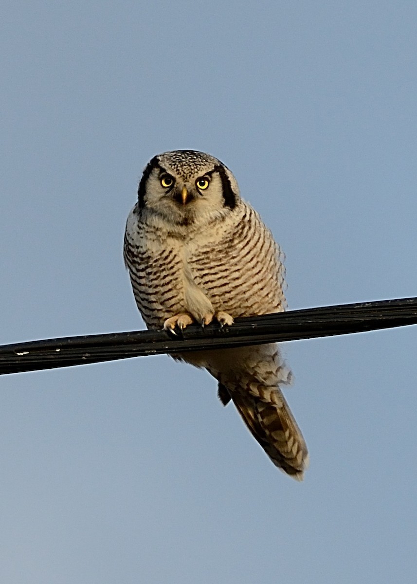 Northern Hawk Owl - ML133216931