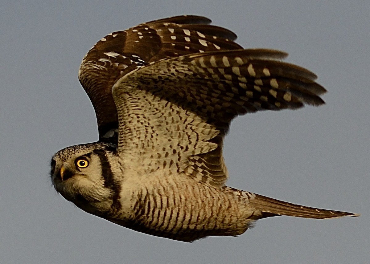Northern Hawk Owl - ML133216941