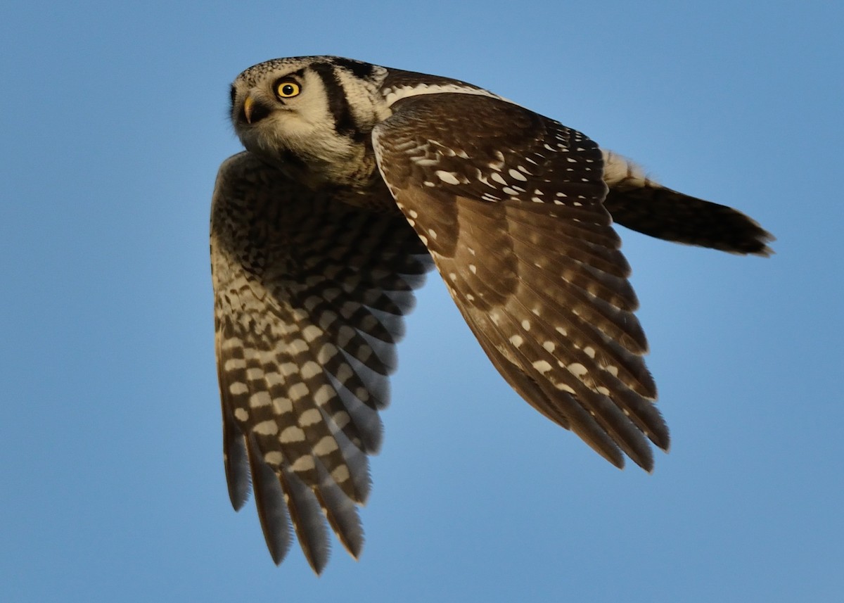 Northern Hawk Owl - ML133216951