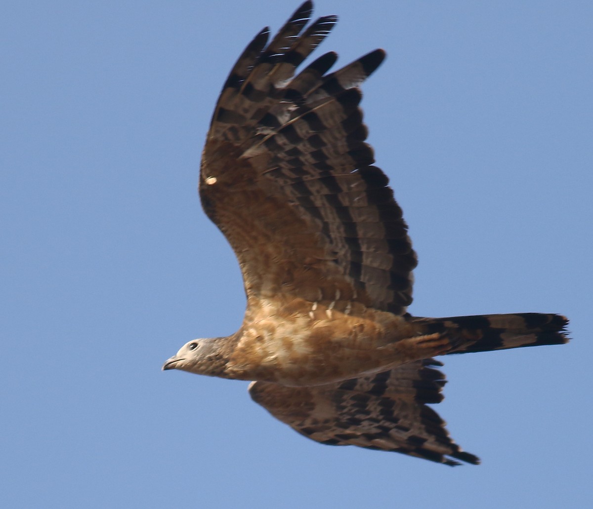 Oriental Honey-buzzard - ML133217751