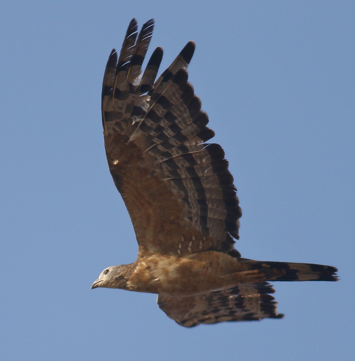 Oriental Honey-buzzard - ML133217761