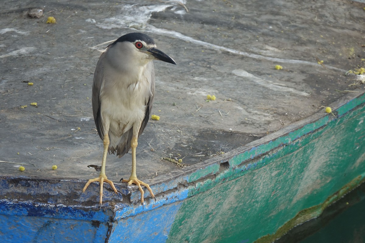 Black-crowned Night Heron (Eurasian) - Daniel König