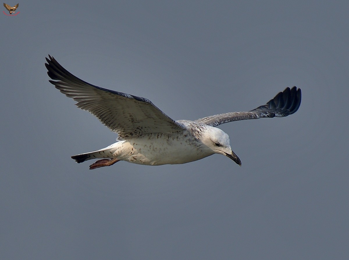 Caspian Gull - Vishnu Kumar Sharma