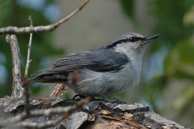 Eurasian Nuthatch - ML133220401