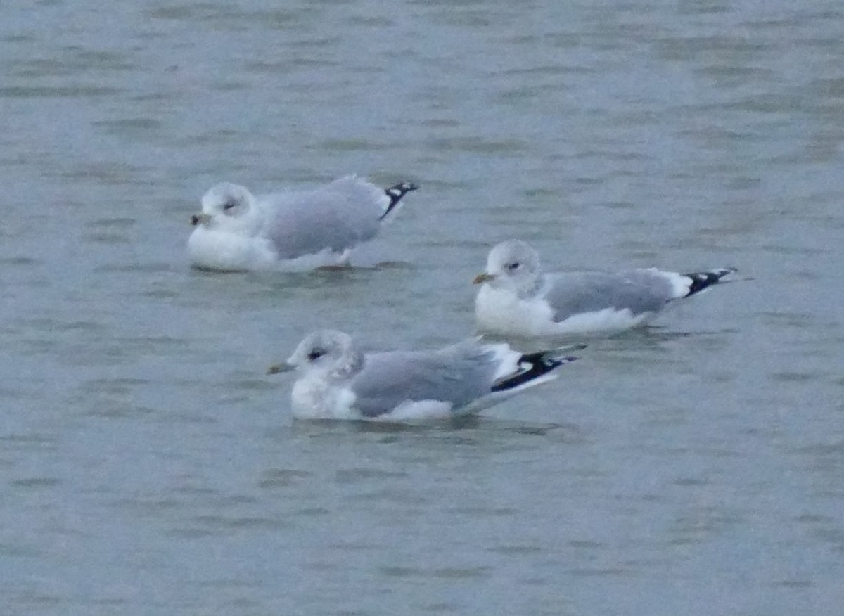 Ring-billed Gull - ML133220741