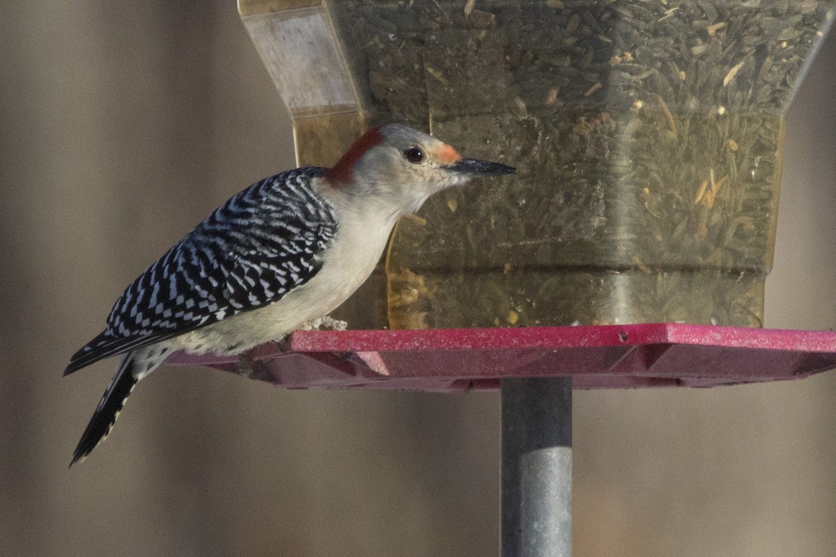 Red-bellied Woodpecker - ML133221061