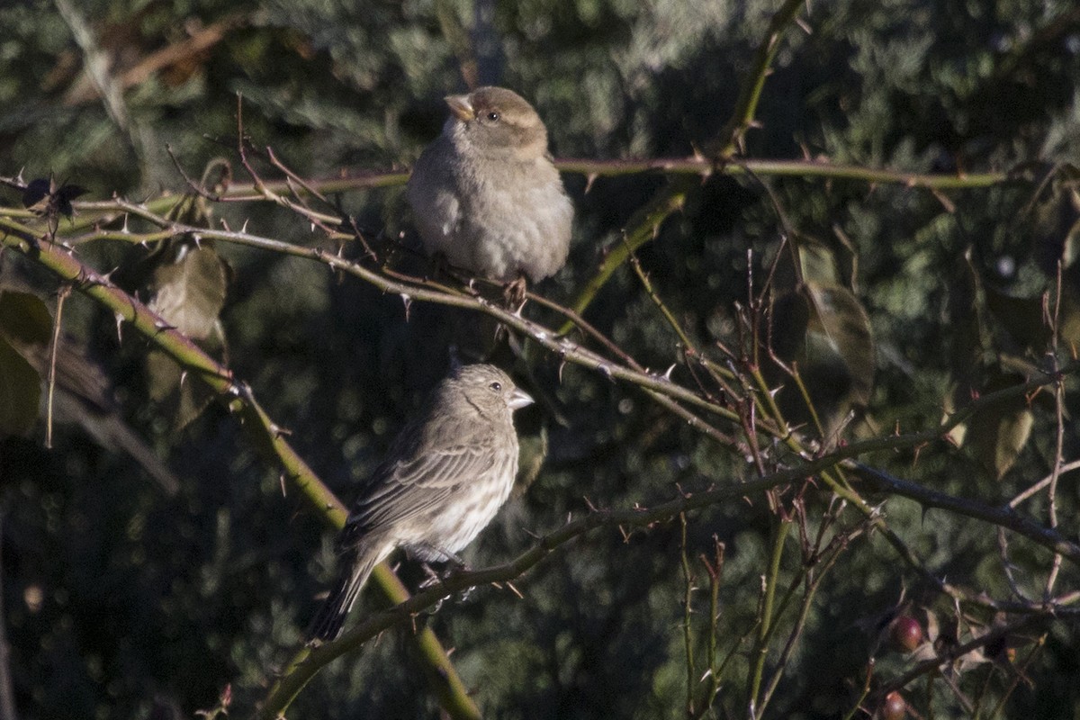 House Finch - ML133221391