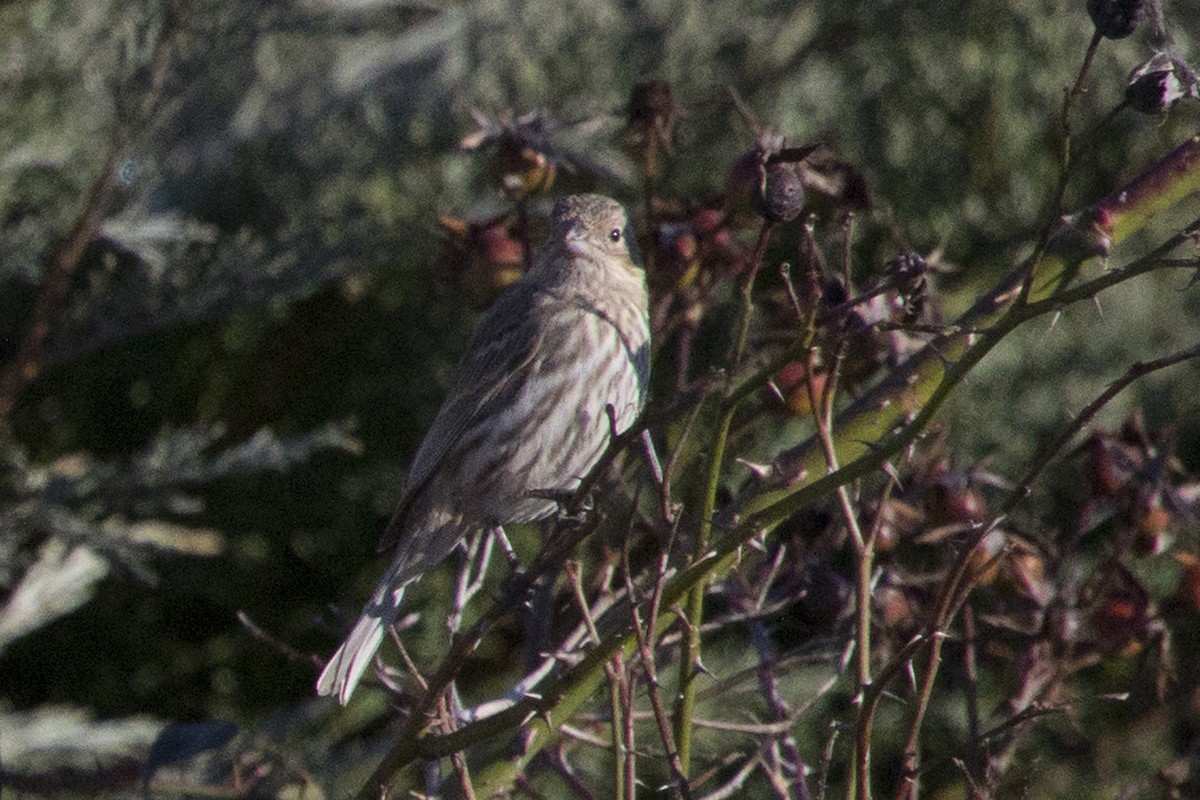 House Finch - Michael Bowen