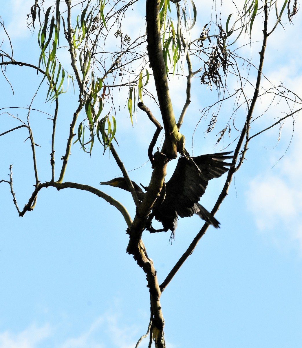 Cormorán Biguá - ML133222301