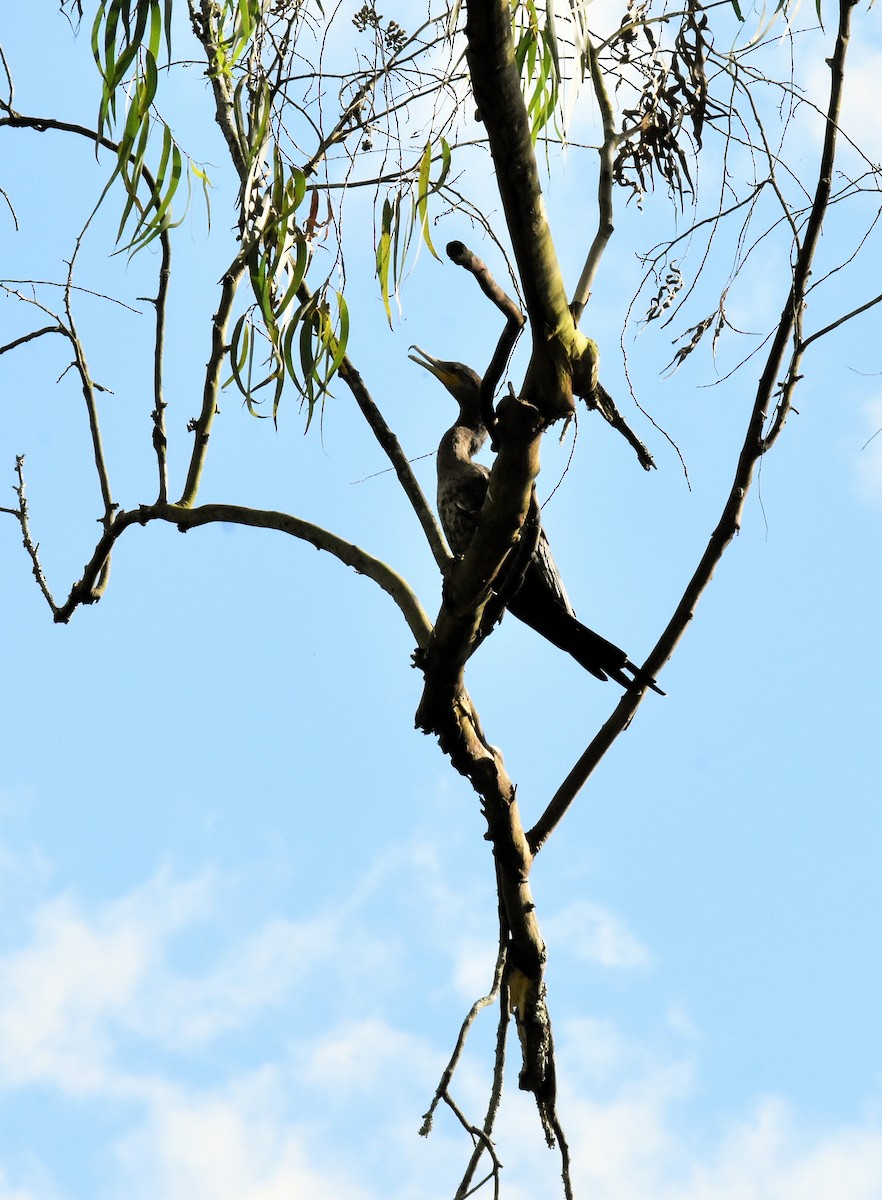 Neotropic Cormorant - ML133222321