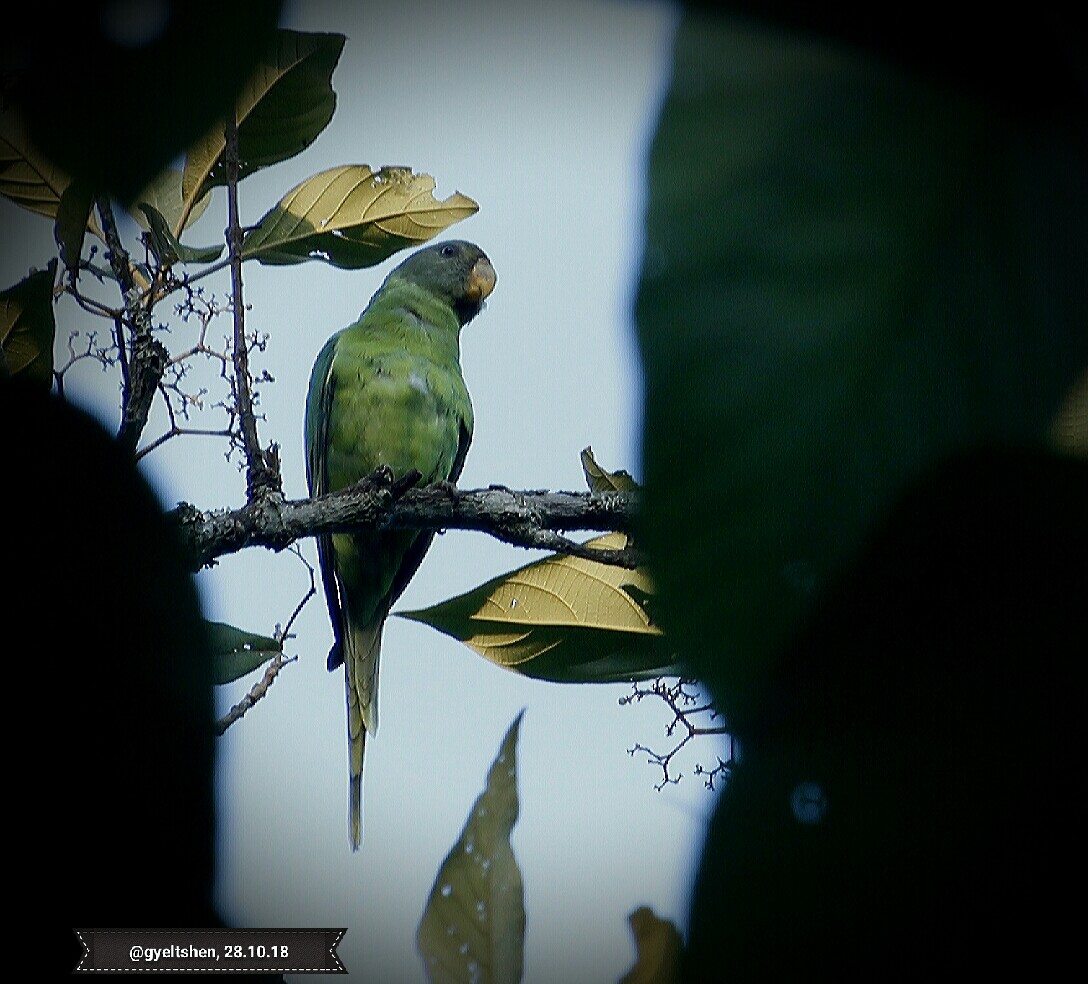Plum-headed Parakeet - Gyeltshen Gyeltshen
