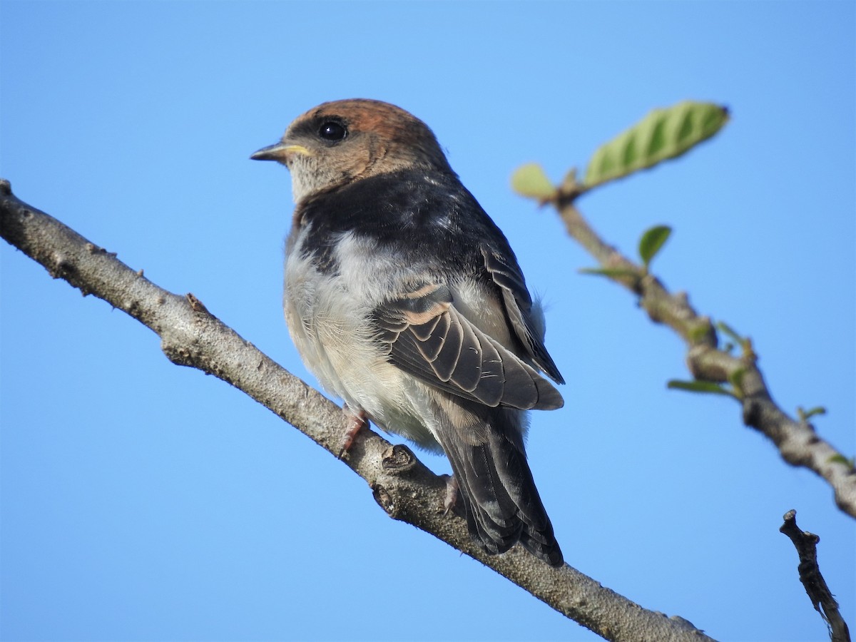 Fairy Martin - ML133223521