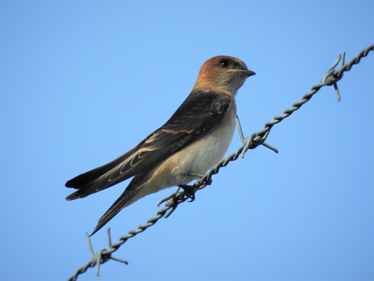 Fairy Martin - ML133223541