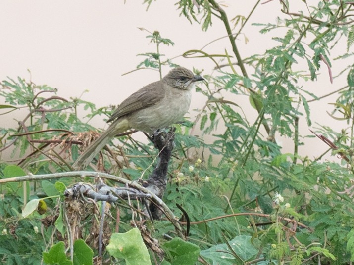 Streak-eared Bulbul - ML133223801