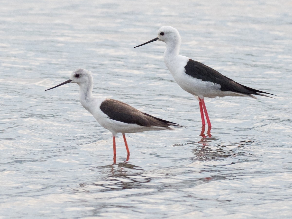 Black-winged Stilt - Anonymous