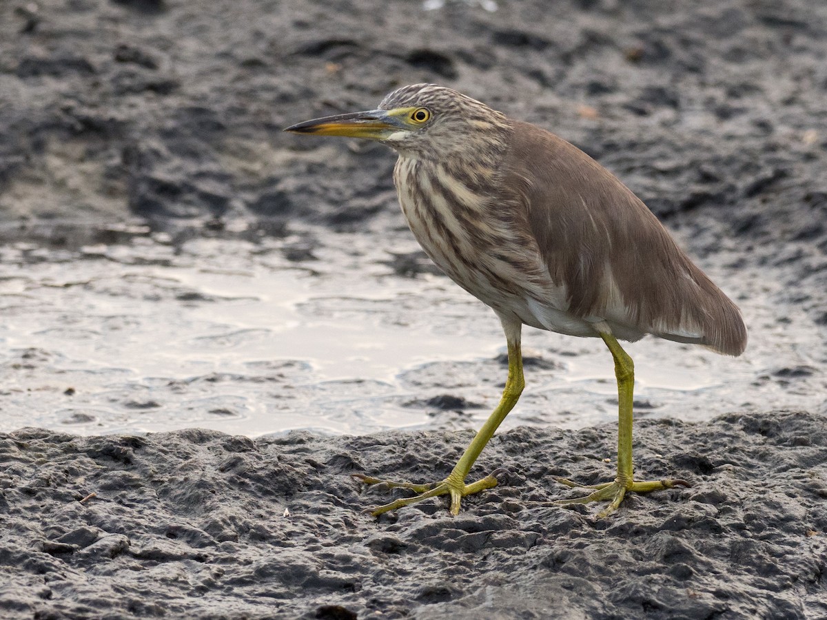 pond-heron sp. - ML133224471