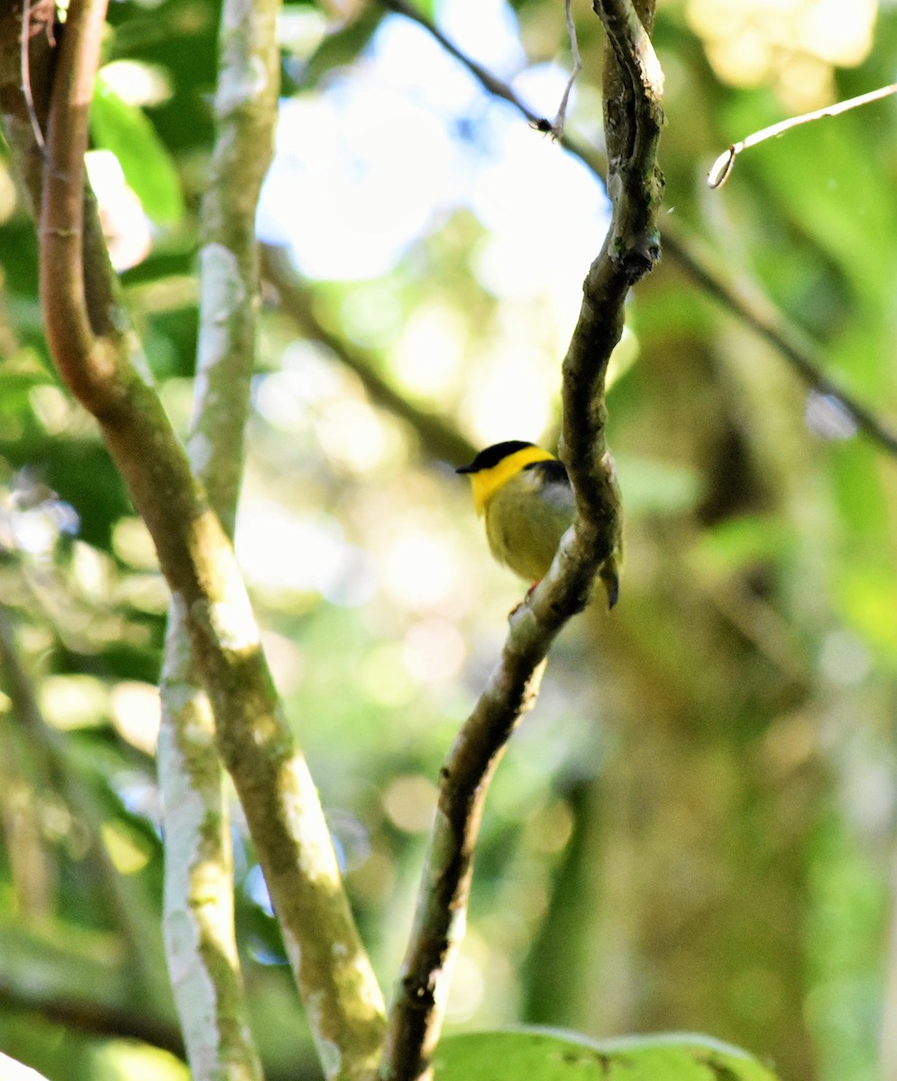 Golden-collared Manakin - Esteban Ortiz