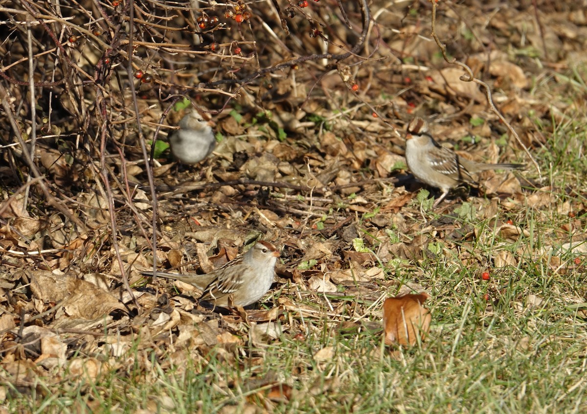 White-crowned Sparrow - ML133226181