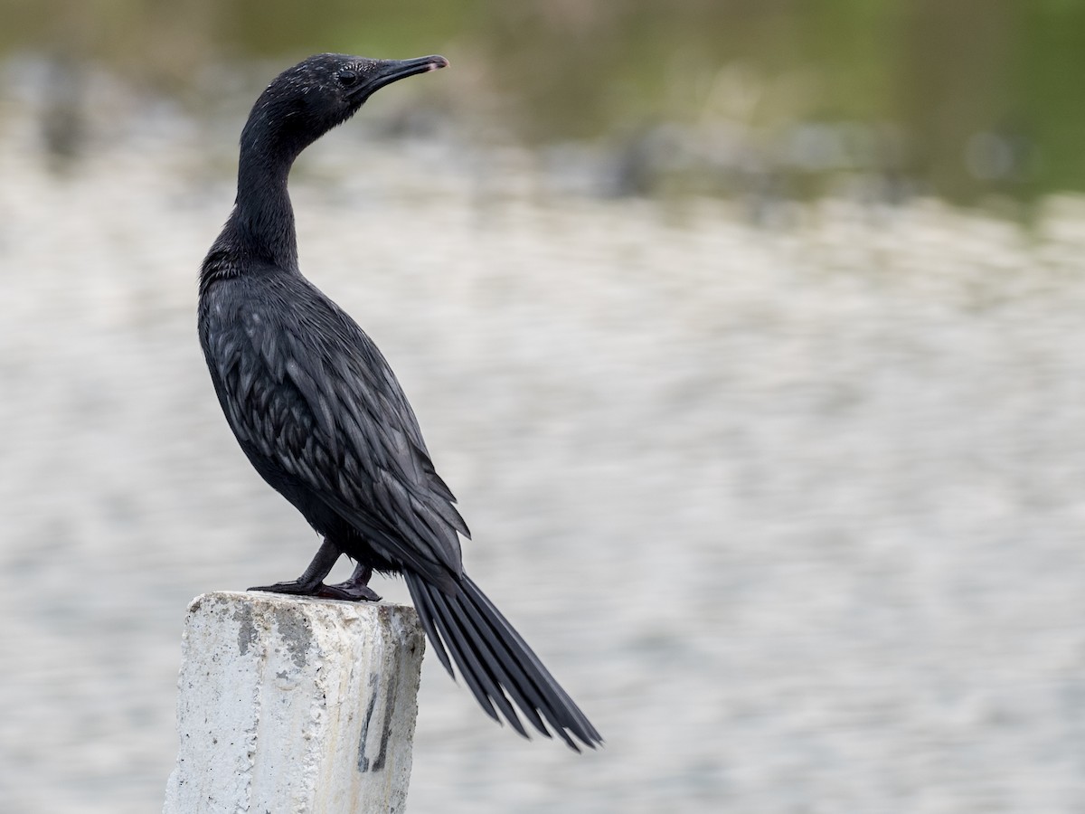 Little Cormorant - ML133229991