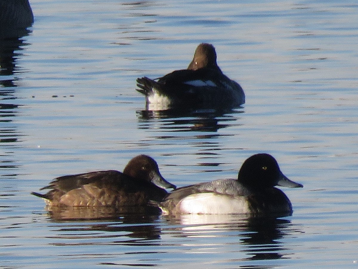 Greater Scaup - ML133230041