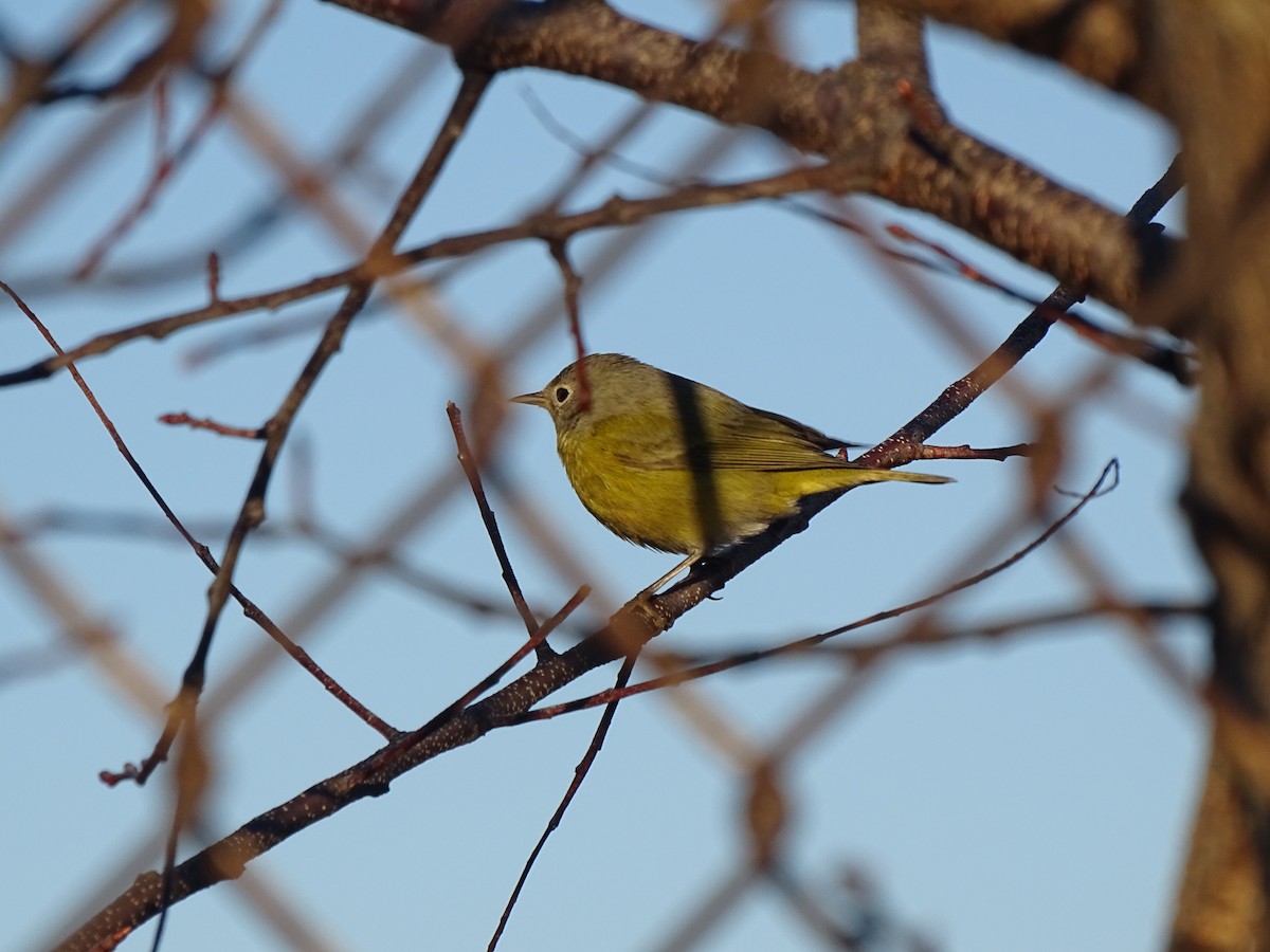 Nashville Warbler - ML133230661