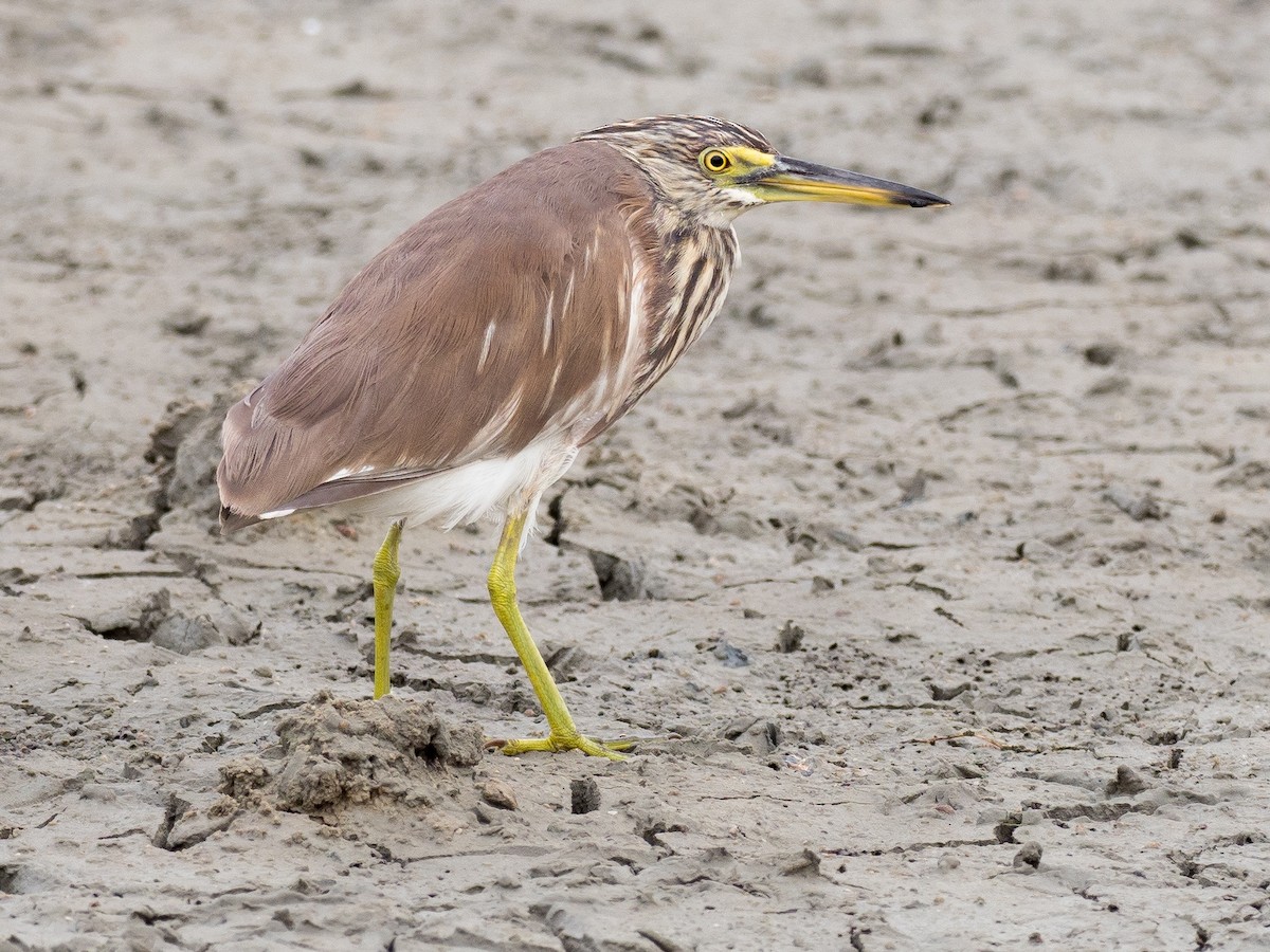 pond-heron sp. - ML133231201