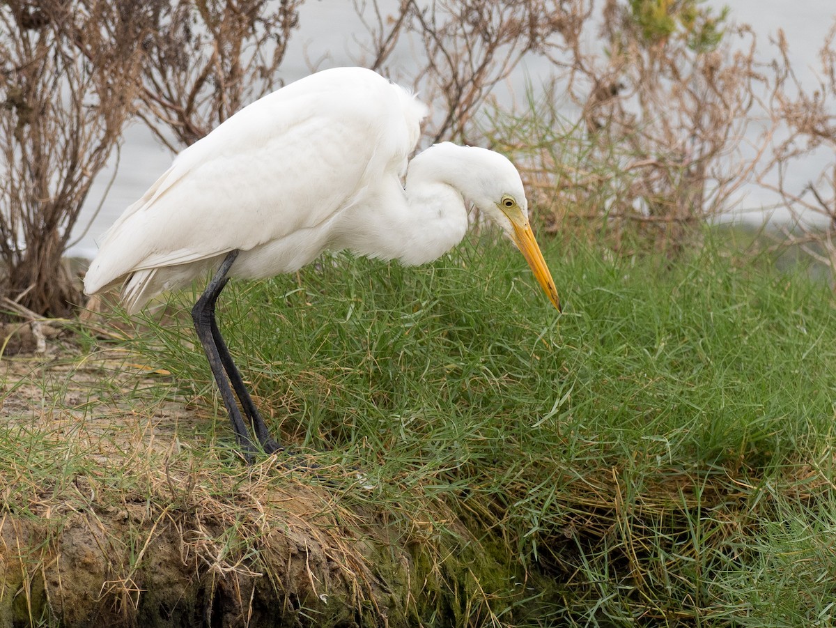 Medium Egret - ML133231221