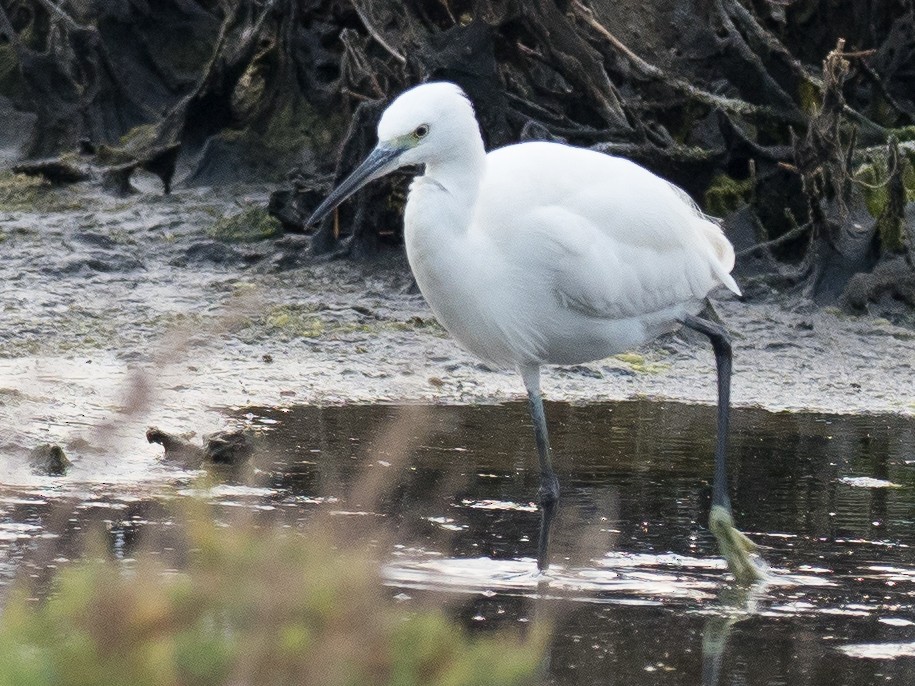 Little Egret - ML133231371