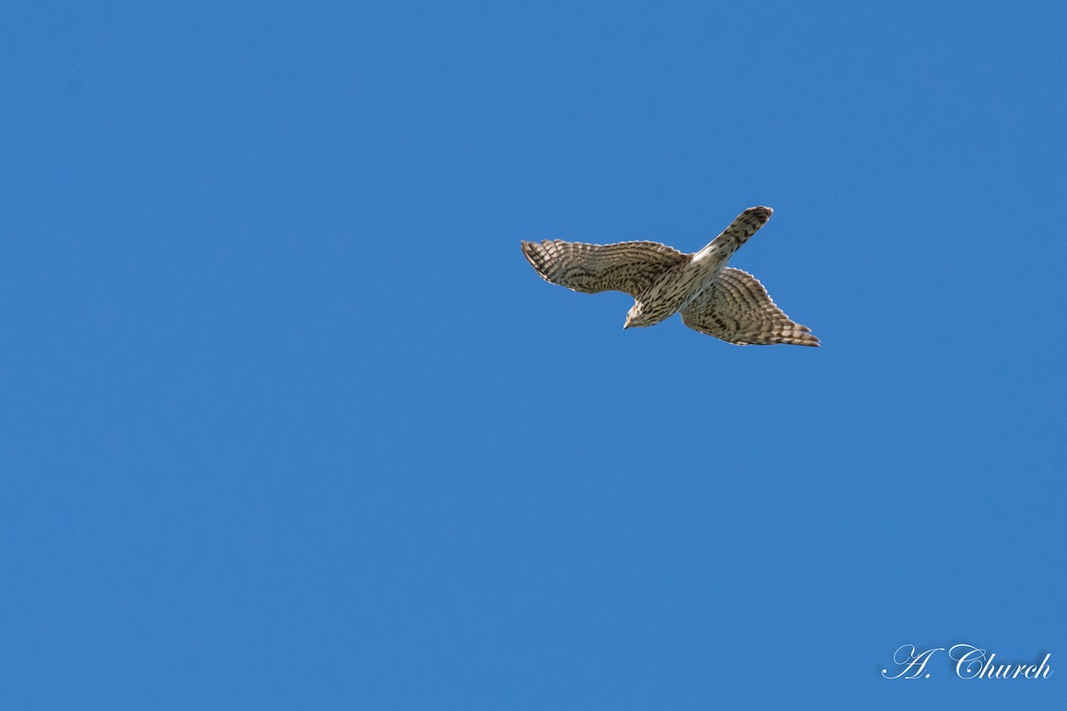 American Goshawk - ML133231521