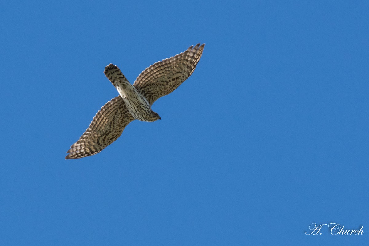 American Goshawk - ML133231531