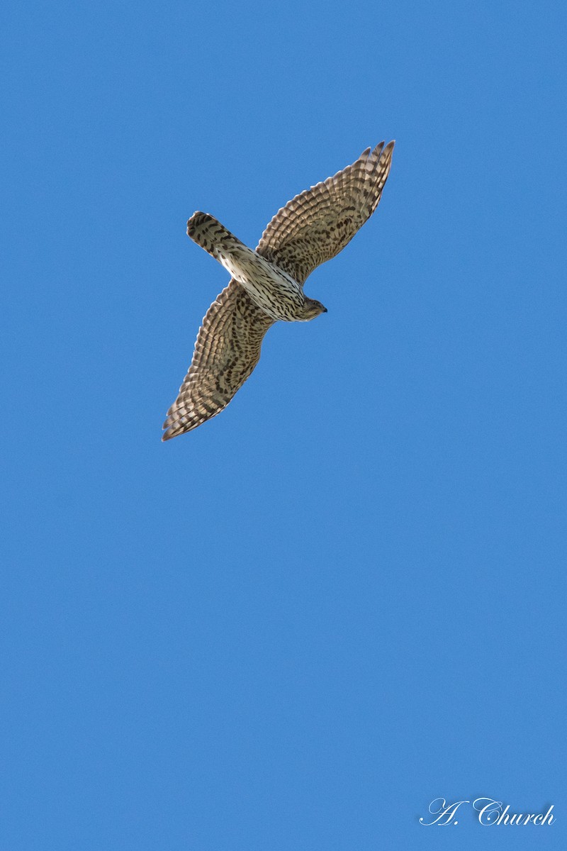 American Goshawk - ML133231541