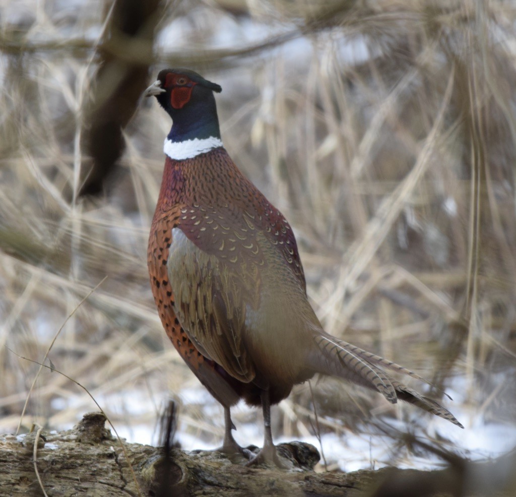 Ring-necked Pheasant - ML133231691