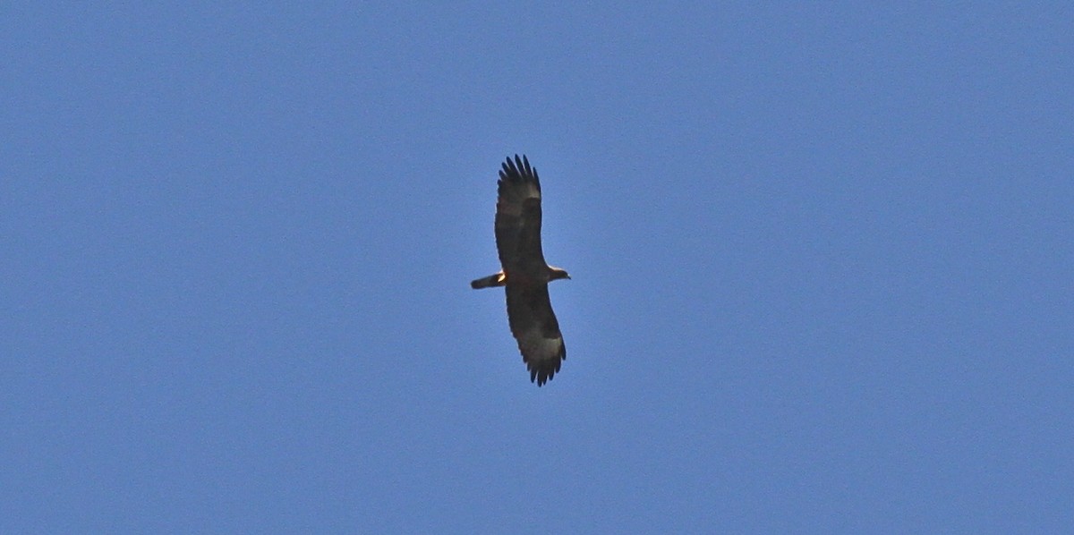 Wahlberg's Eagle - Anabel&Geoff Harries