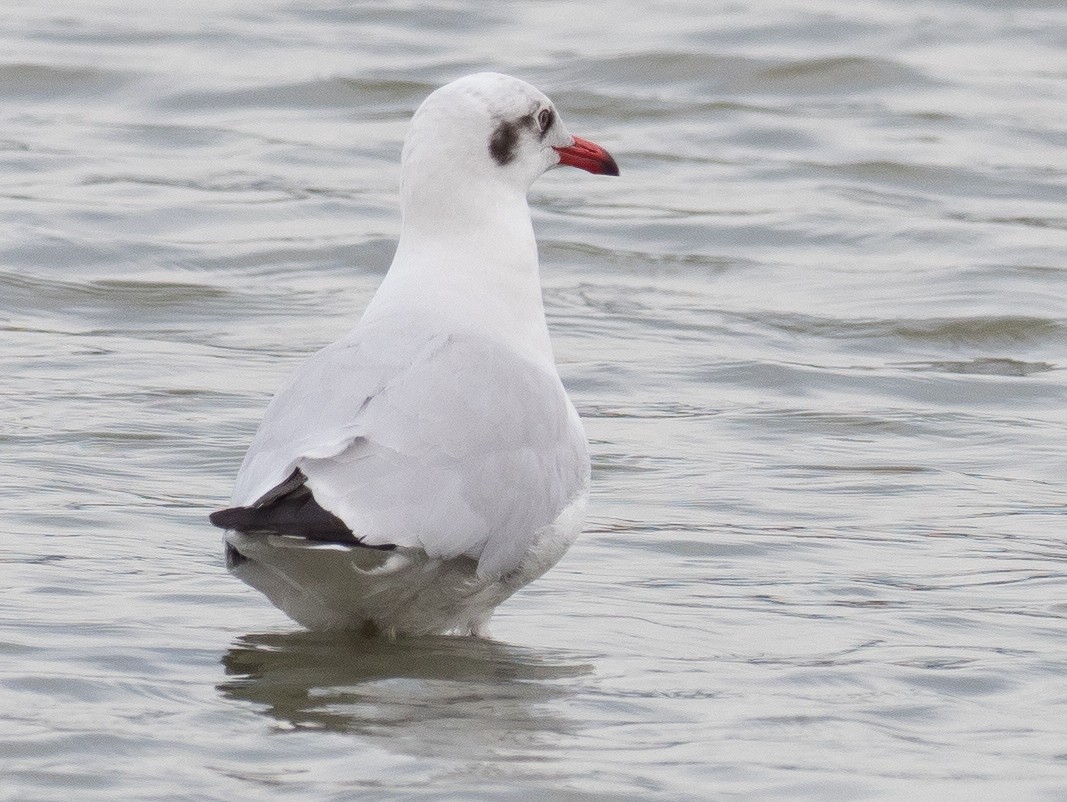 Brown-headed Gull - ML133232941