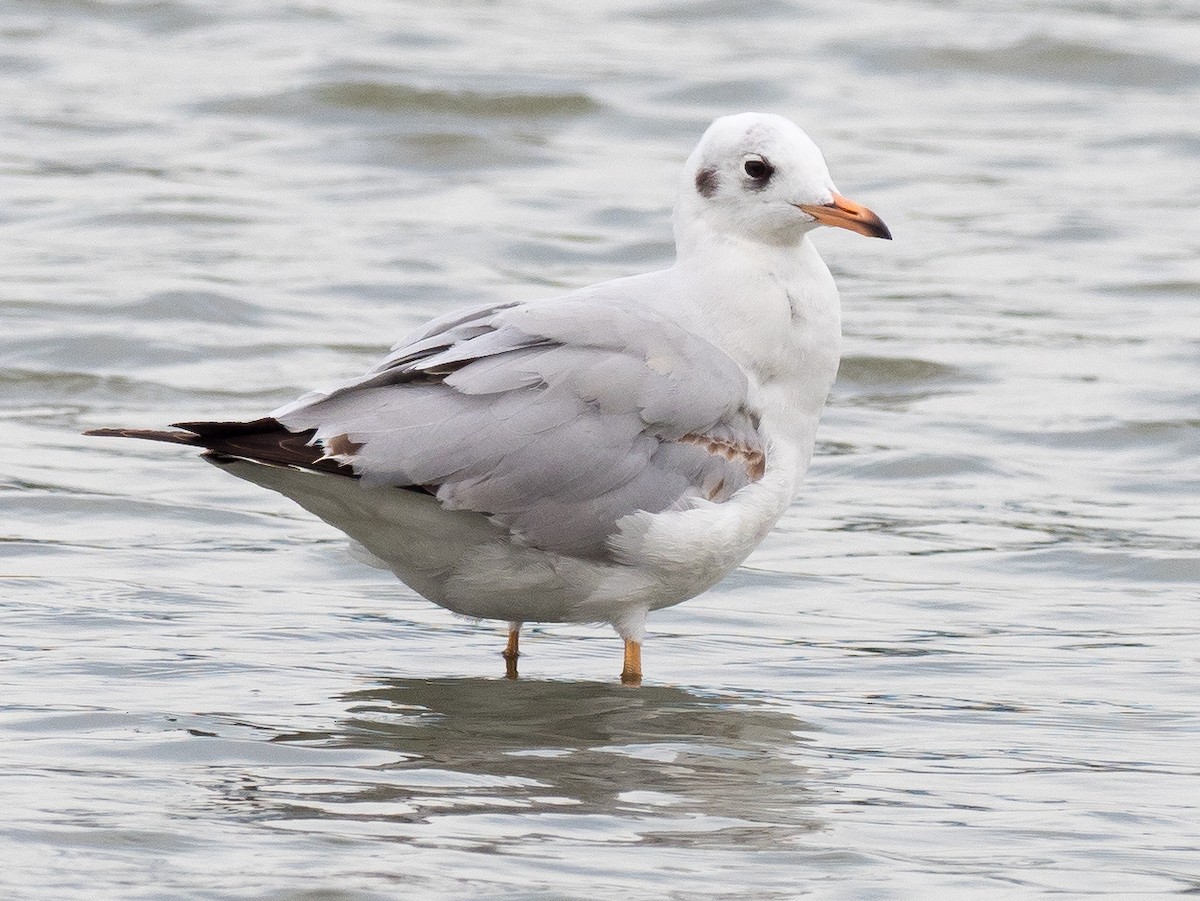 Black-headed Gull - ML133232961