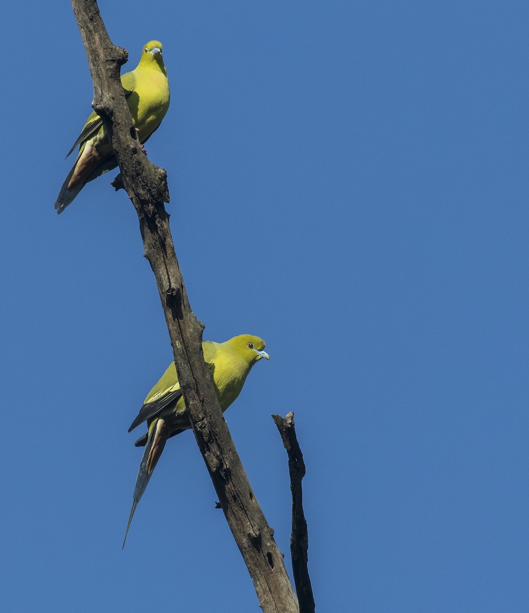 Pin-tailed Green-Pigeon - Mukesh  Sehgal