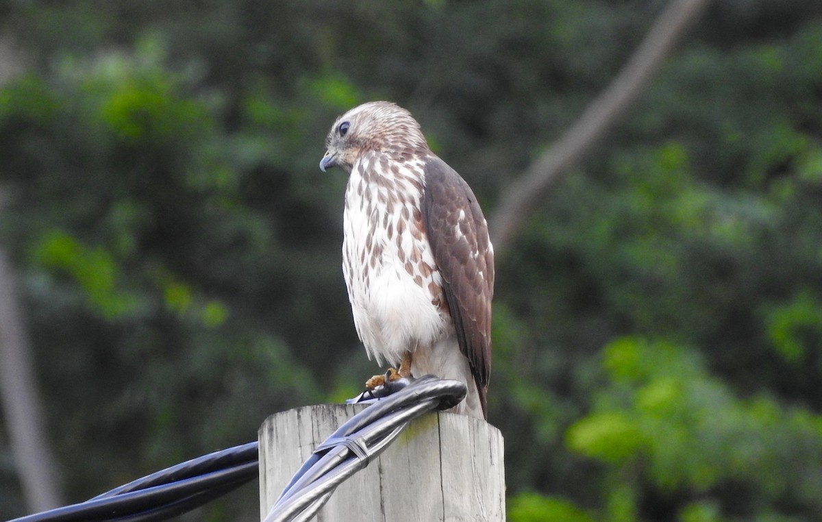 Broad-winged Hawk - ML133233691