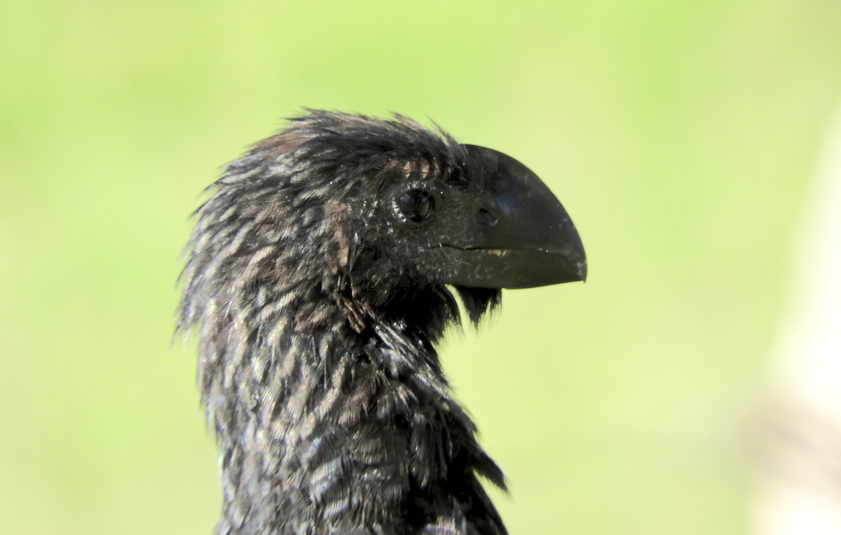 Smooth-billed Ani - ML133233931