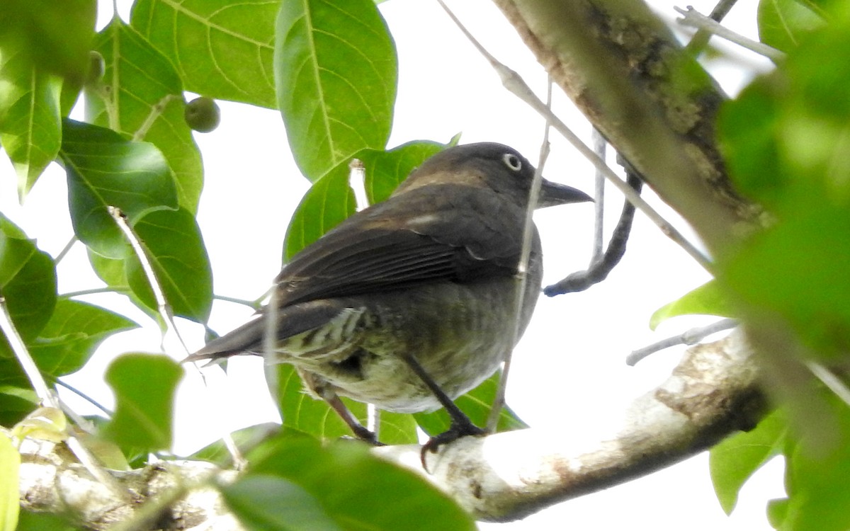 Scaly-breasted Thrasher - ML133234061