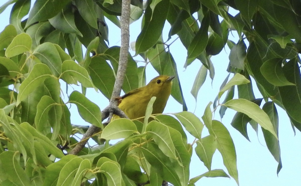 Yellow Warbler - ML133234101