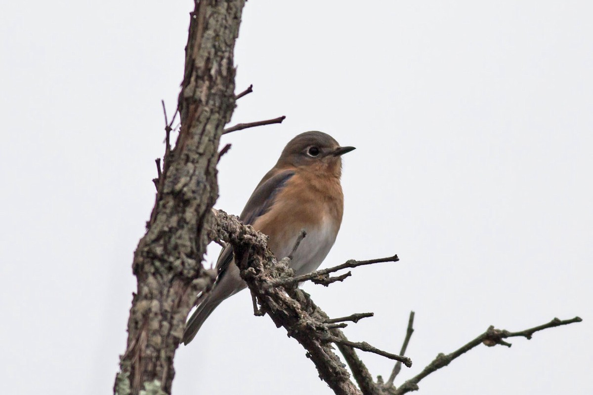 Eastern Bluebird - ML133234211