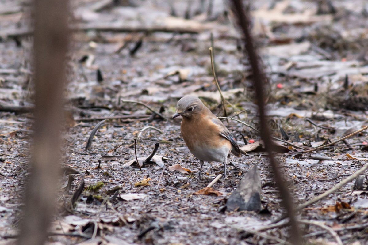 Eastern Bluebird - ML133234221