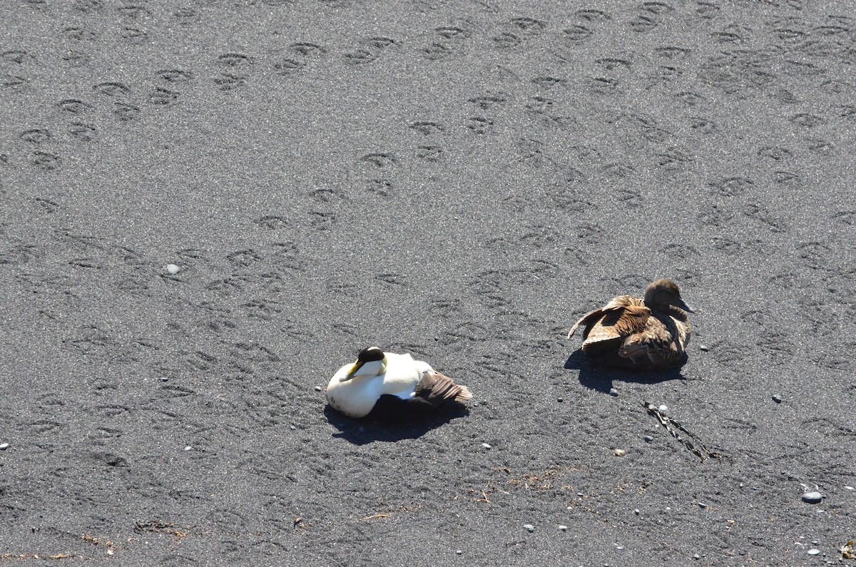 Common Eider - ML133234641